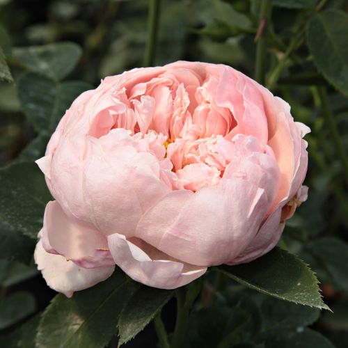 Rosa mit apricosenstich - englische rosen